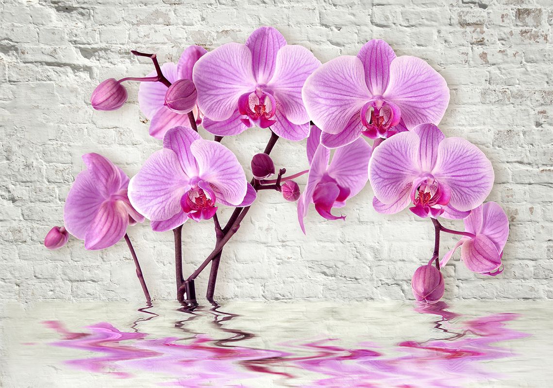 кирпичная стена, кирпич, белые, цветы, орхидея, орхидеи, бутоны, фиолетовые, розовые, вода