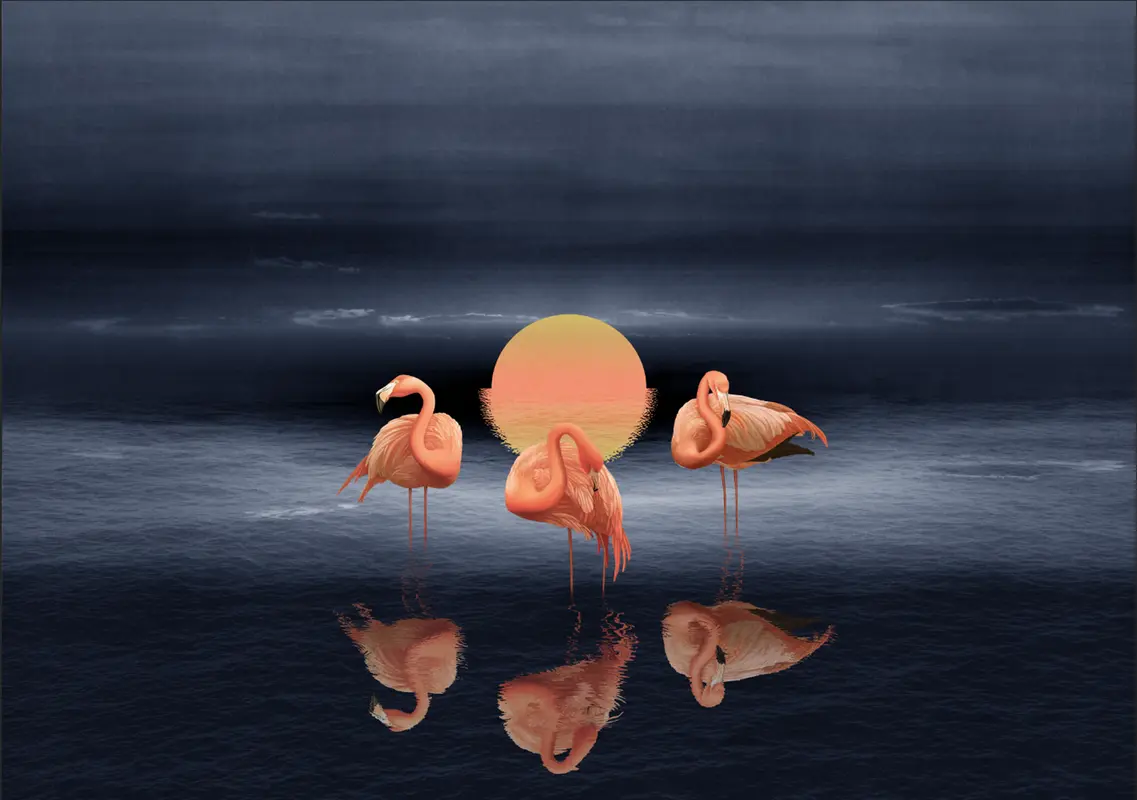 птицы, фламинго, закат