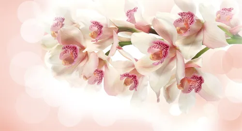 цветы, орхидея, орхидеи, белые, розовые, желтые, геометрия, круги, блики