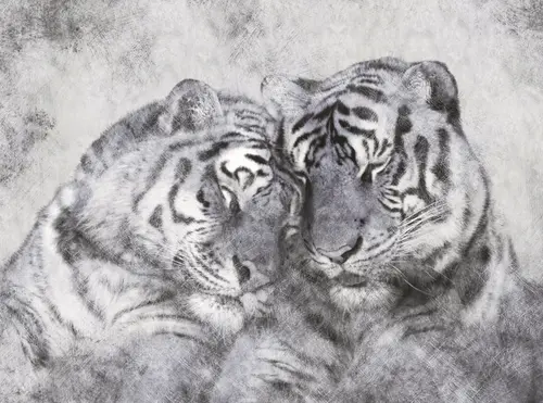 тигры, тигр, пара, любовь, графика, животные, черный, белый