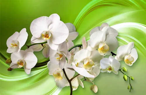 цветы, орхидеи, орхидея, белые, желтые, бутоны, геометрия, линии
