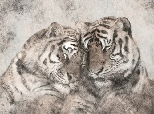тигры, тигр, пара, любовь, графика, животные, черный, белый, цветной 