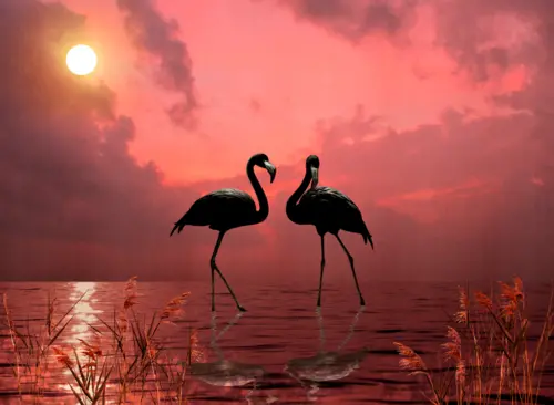 розовый фламинго, закат, рассвет, пруд, озеро, солнце, небо, растения, кусты, фламинго, листья