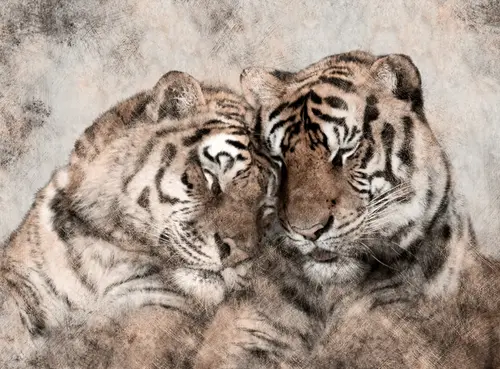 тигры, тигр, пара, любовь, графика, животные, черный, белый, цветной 