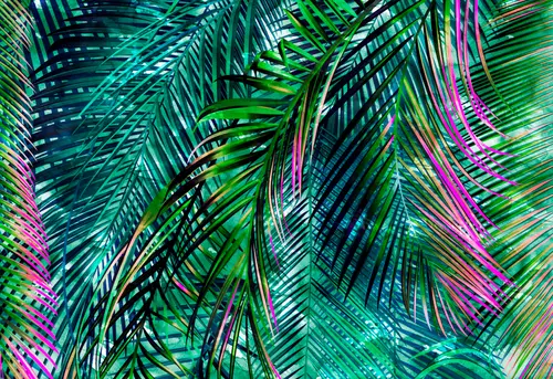 листья, тропические листья, пальма