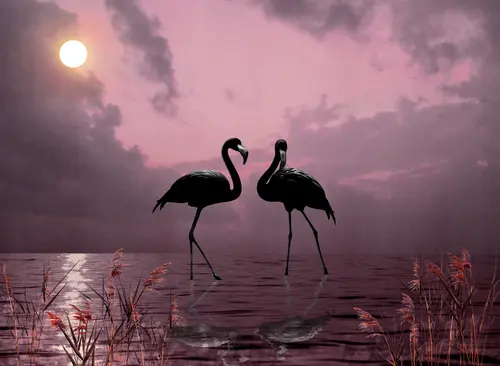 розовый фламинго, закат, рассвет, пруд, озеро, солнце, небо, растения, кусты, фламинго, листья